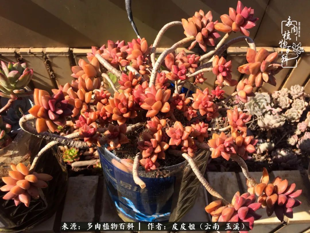 秋黄|柴米油盐的日子，养几盆多肉吧，为生活添几抹色彩！