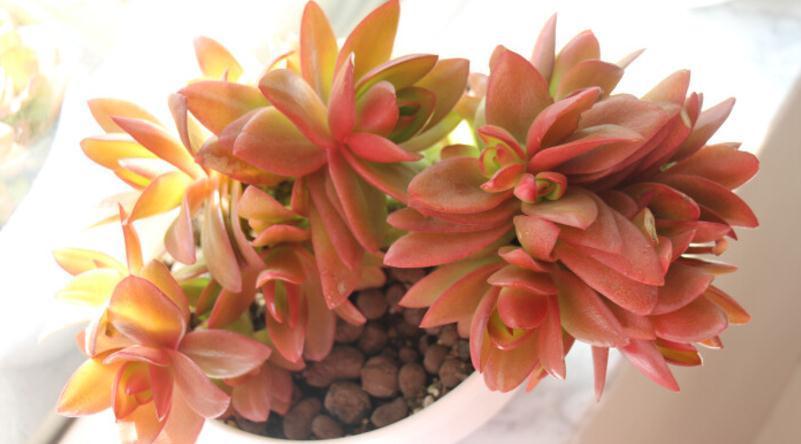 怎么将多肉火祭养得“红红火火”?注重这些技巧,不难