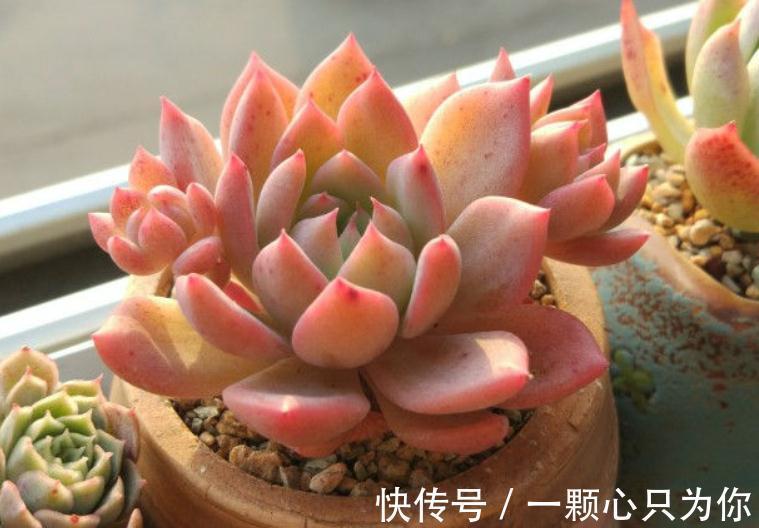 养多肉霜花，盆栽多注意这些细节，茎叶又绿又粉，贼好看