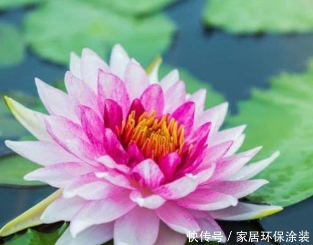 正月二十九后 有钱人都养4种花 寓意迎好运添福气 花美心情好 粉紫色 正月二十九后 有钱人都养4种花 寓意迎好运添福气 花美心情好 粉紫色