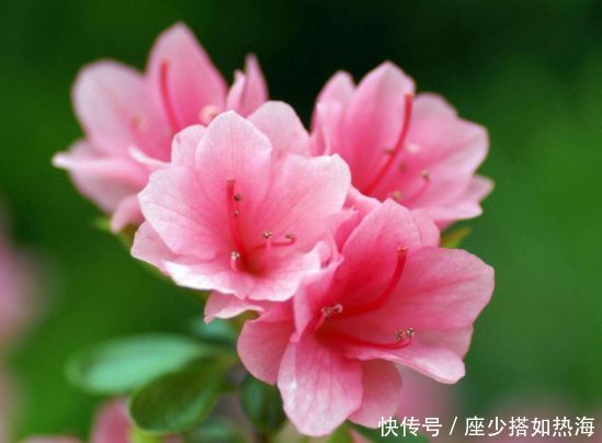 5种漂亮花，好养易活能爆盆，花朵迷人，一茬一茬地开