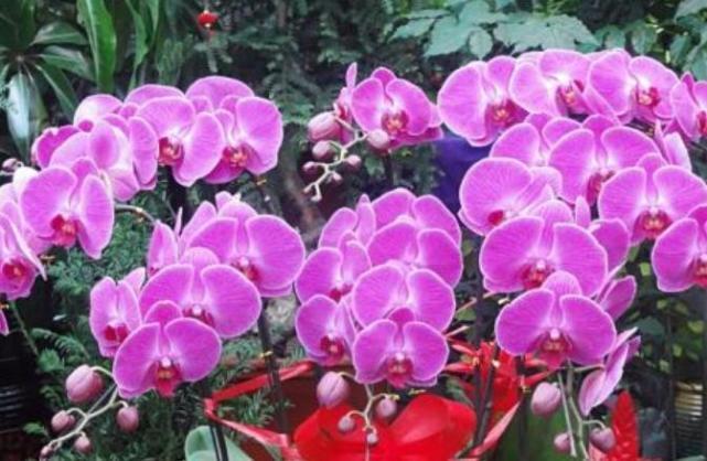 赚一笔|12月28日-1月15日,福气吉祥,步步顺利,日子甜蜜美满的3大生肖