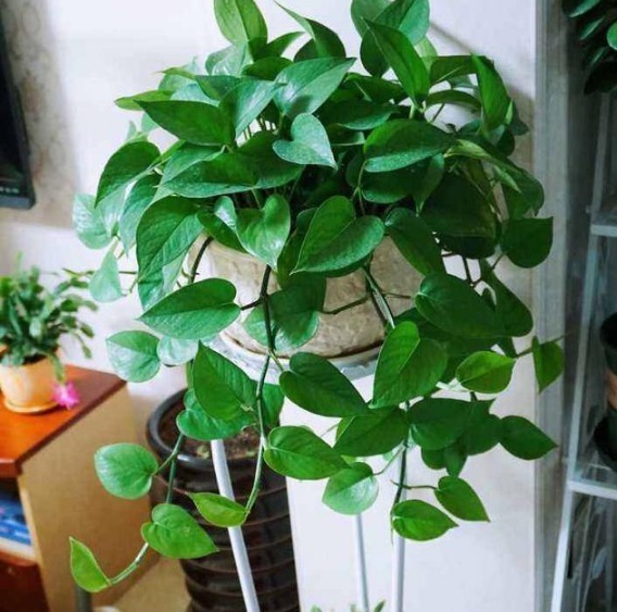 多肉|“达克宁”养花有奇效杀菌不烂根,安全度夏,多肉爆盆,花朵艳