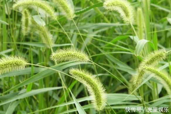 功效|农村常见的狗尾巴草,拿来泡水喝竟有这么多功效,后悔才知道