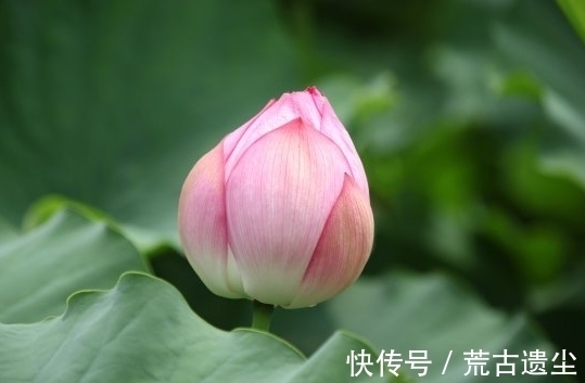 旧情人|7月桃花朵朵来，4属相收获甜蜜爱情，运势越来越好，富贵无忧