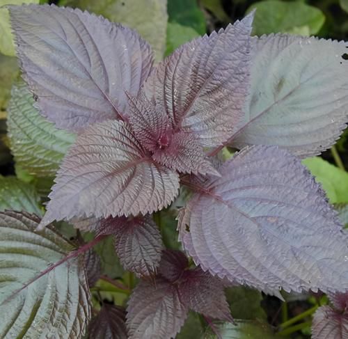滋阴|想肌肤变好,推荐吃的食物,滋阴补虚,清热利咽,皮肤更白暂