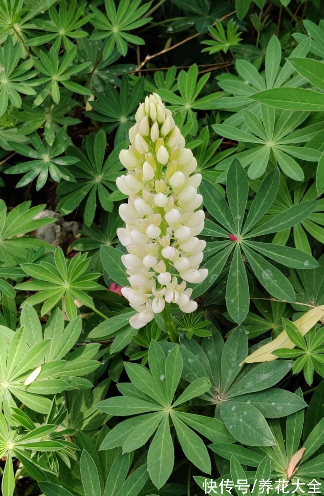 图鉴|100种常见花图鉴，图文并茂非常详细，收藏起来慢慢看