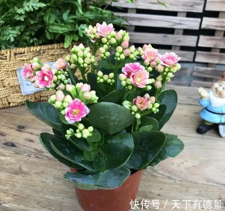 大神养长寿花有秘诀,春天做好这几件事,叶片肥美又亮丽,很漂亮