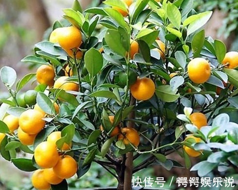 有钱人最喜欢的三种树,养在家里既能招财又能接好运,好看又好养