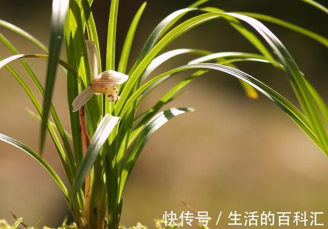 秘诀|建兰是她的软肋,失败了五次,终于掌握了催花秘诀,其实很简单