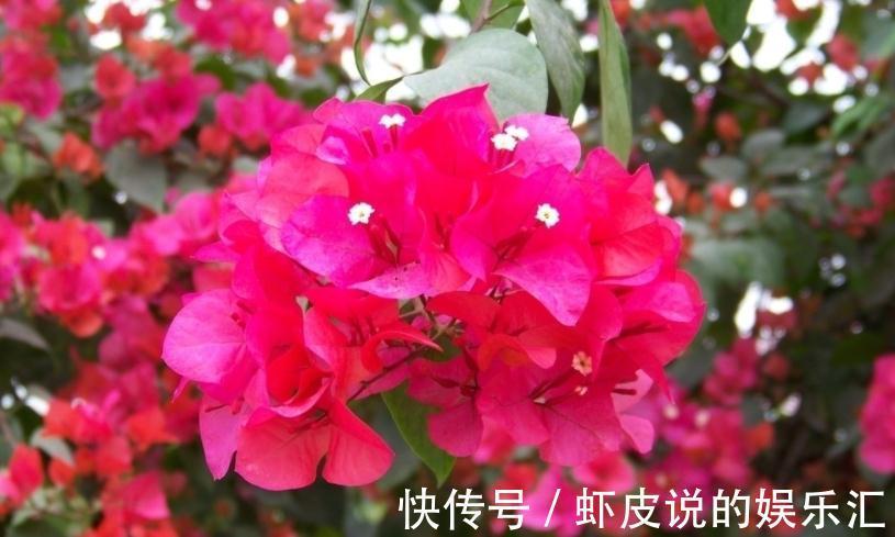 立冬之前,客厅摆上这几种“吉祥花”,寓意红红火火大吉大利