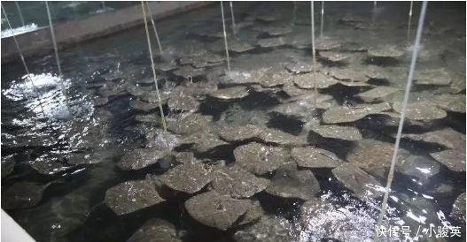 1992年才引进国内,至今无法自然繁殖,市场很难买得到