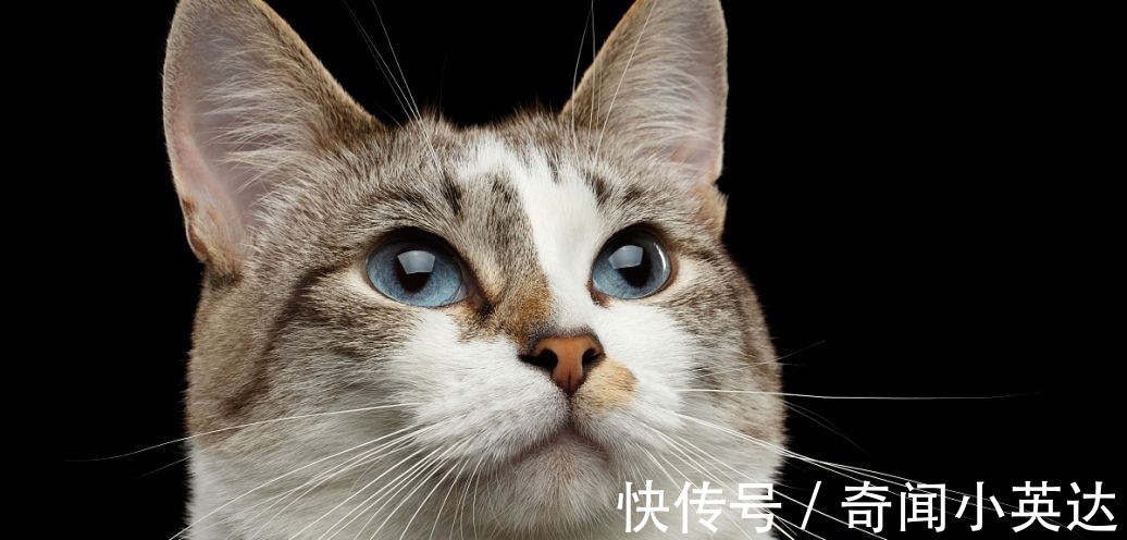 10条趣味冷知识，好玩又奇怪，我们大部分人其实比猪胖