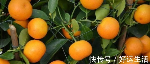 不起眼的橘子籽,这个厉害用途超棒,学会立马省下不少钱