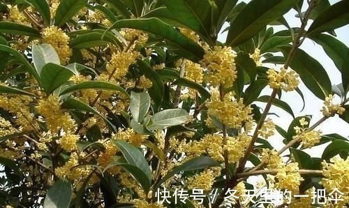 银杏树|家门口种上3棵树,聚气养人旺三代,富贵人家都种了