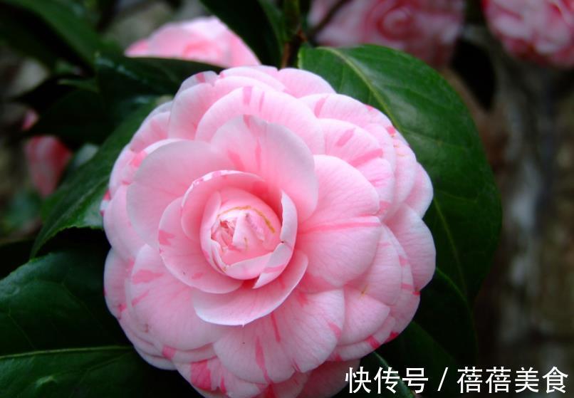 叶片|6款花现在养一盆正当时,价格便宜好养护,春节前后开满花