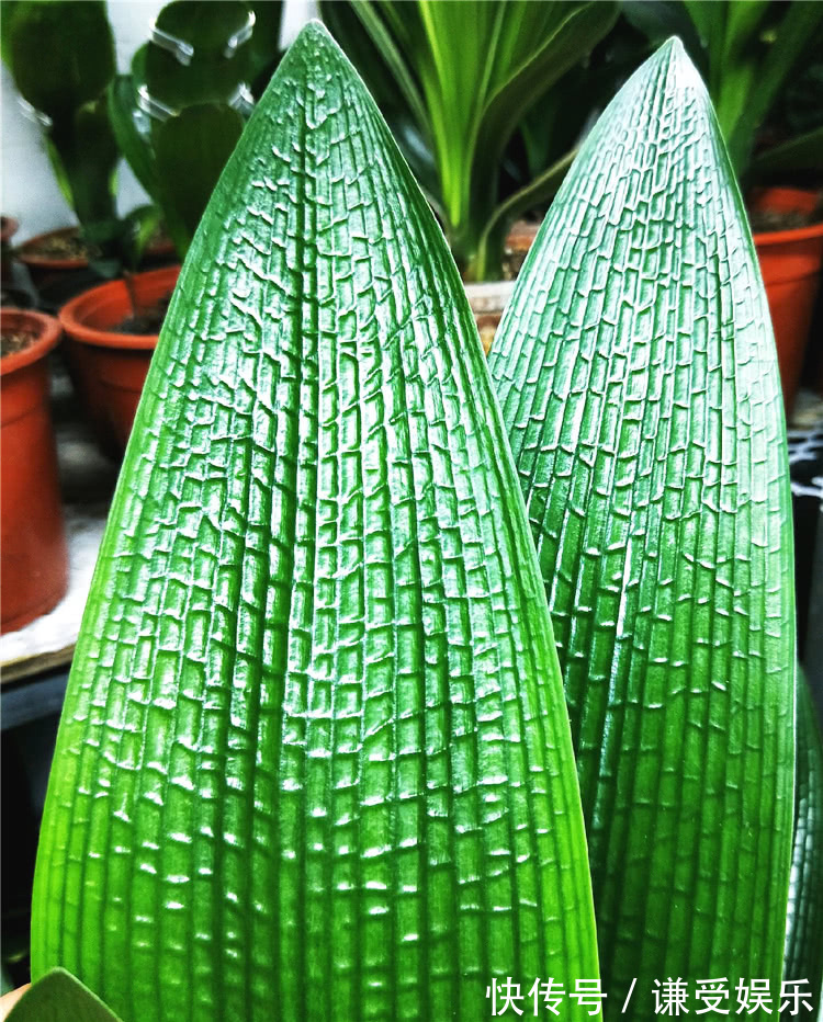君子兰长“歪”叶,赶紧做2动作,叶片油绿肥厚,整齐排成一条线