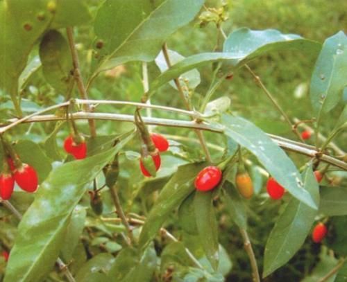 枸杞子泡|经常用枸杞泡水喝,对男性的身体有什么好的影响?不妨了解下