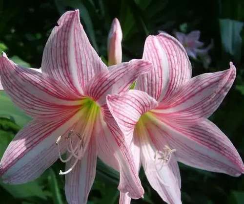 花色|朱顶红花色艳丽，观赏价值高，养护朱顶红要注意什么？