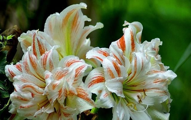 种球|此球根花卉美丽非凡,简单好养,年年都可开花,现在种还不晚