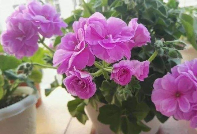 不是玫瑰胜似玫瑰！花开“4季”，见光就旺，比菊花更好养，值了