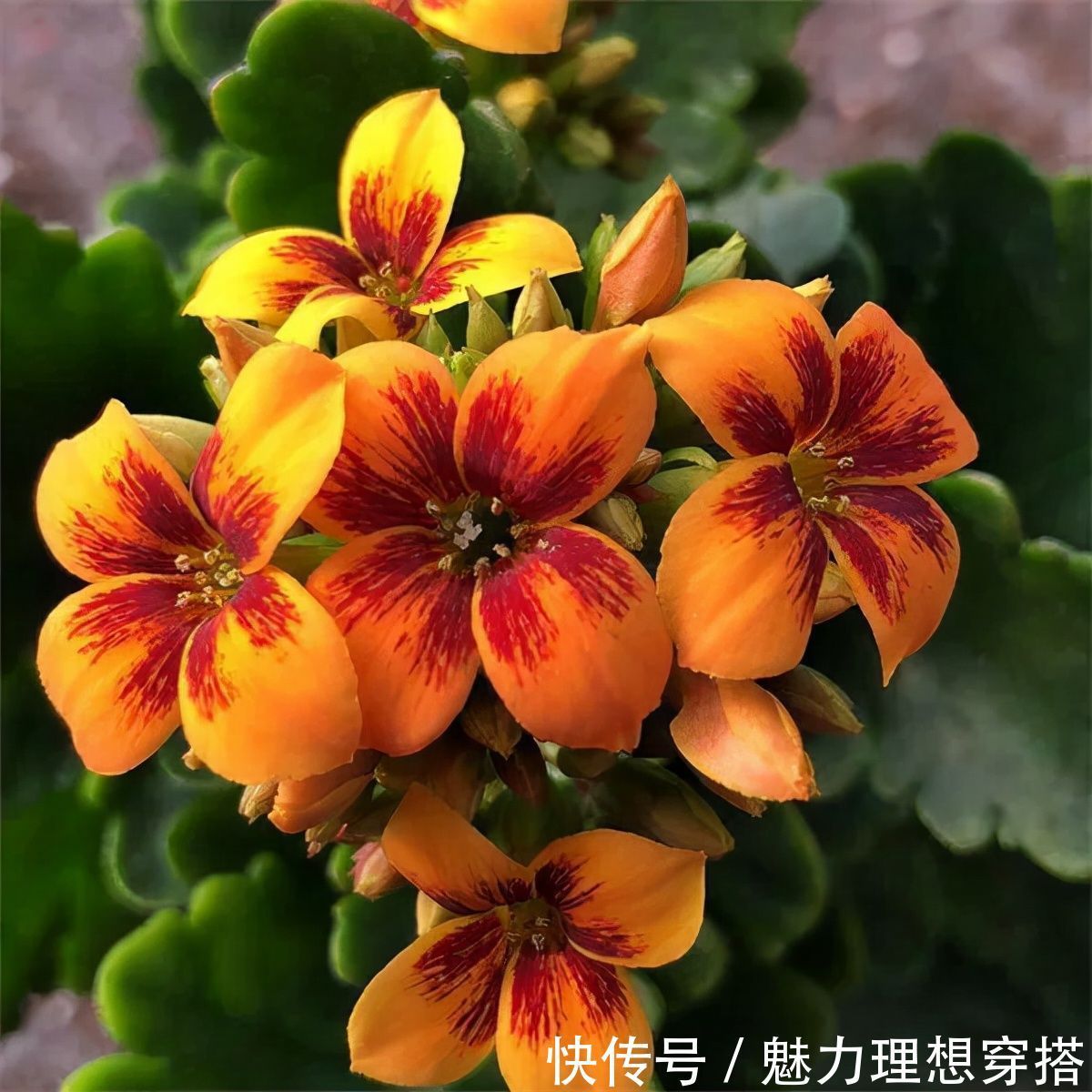 冬天常见的“吉利花”,耐旱皮实花量大,大半年都在开花