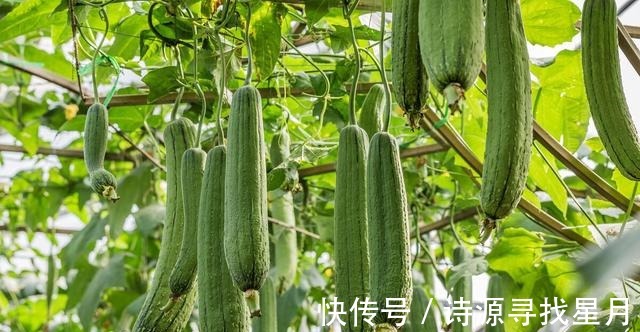 润秋燥|老一辈人说入秋,秋败丝瓜胜良药,这样吃效果好,润秋燥特养人!