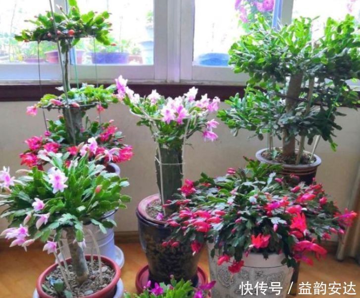 蟹爪兰|今日“种下”3种花,只需1片“叶子”,半月就生根,秋天开满花