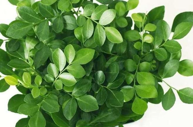 植物|人养花,花养人,常见在家里养以下4盆植物,更有益于身心健康