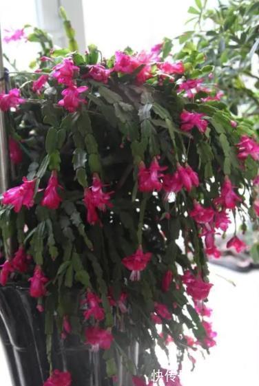 爆花|冬天蟹爪兰长出2种花苞,赶紧掐掉,留下来会影响开花,别忽视