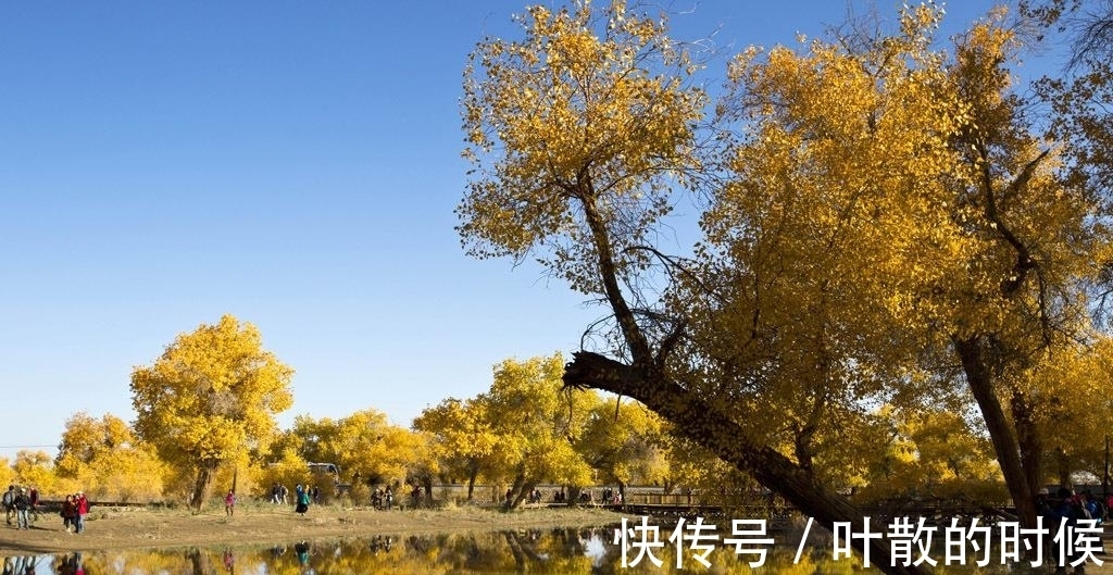 额济纳|经历了冬、春、夏的磨砺，额济纳胡杨林将秋色渲染到了极致