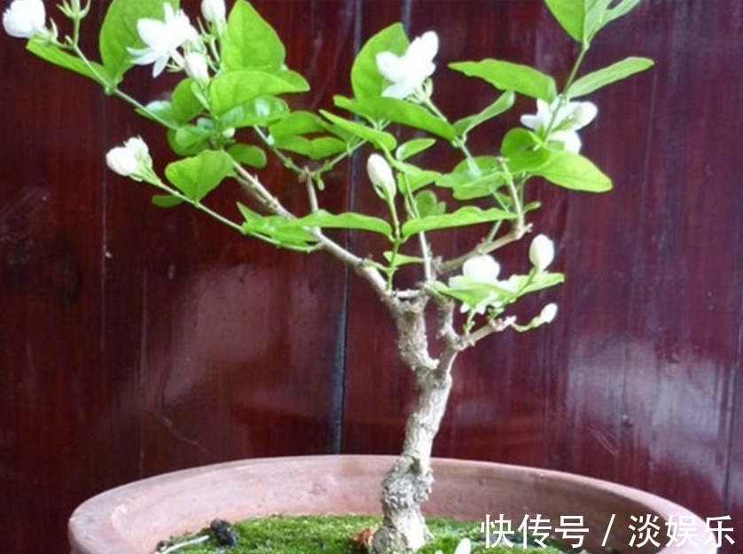 淘米水加点“它”,养啥花都旺,枝粗叶壮、开花多