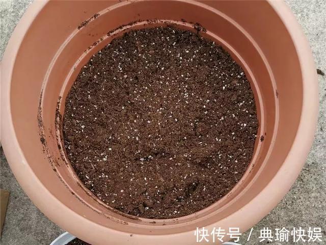 养百合花真上瘾,长的快、开花多,寓意还好,每个品种都想养!