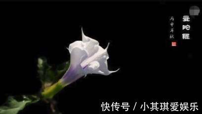 蒙汗药|古代绿林蒙汗药,闻后长睡不起(曼陀罗花制成的迷情药)