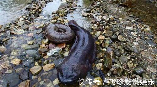 大鲵!人鱼是真实存在的吗?山海经给了我们答案,人面鱼身现存于世