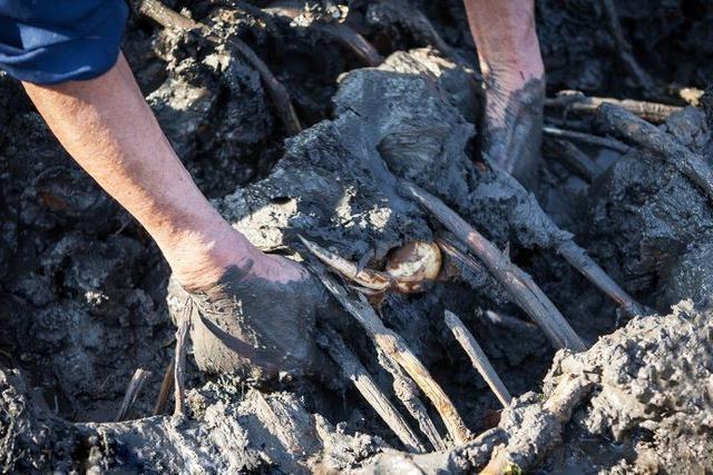 它生活在水中根茎能食用,寓意美好,营养价值不错,遇到了记得摘