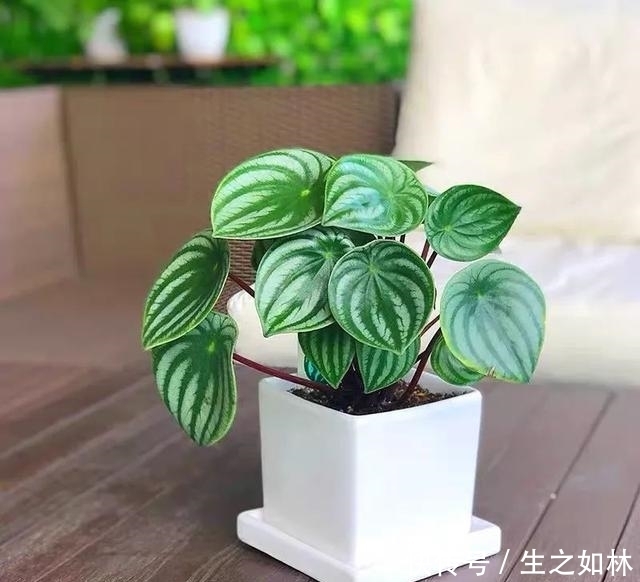 家里养几盆西瓜皮椒草，耐阴又好养，叶片自带花纹，清新又可爱