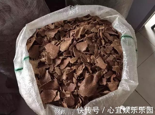 发酵|盆里埋几粒花生,叶子浓绿开花多,半年都不用施肥了!