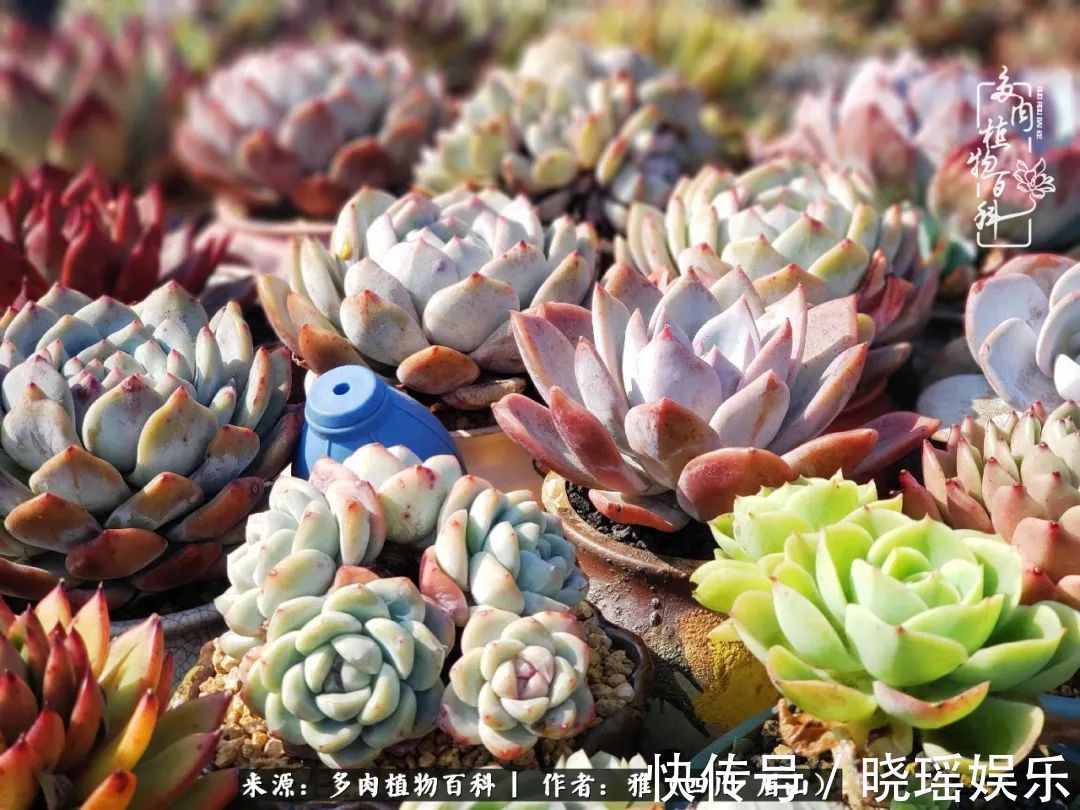 万圣节|养多肉六年,从痴迷到佛系,世事漫随流水,唯有喜爱永恒!