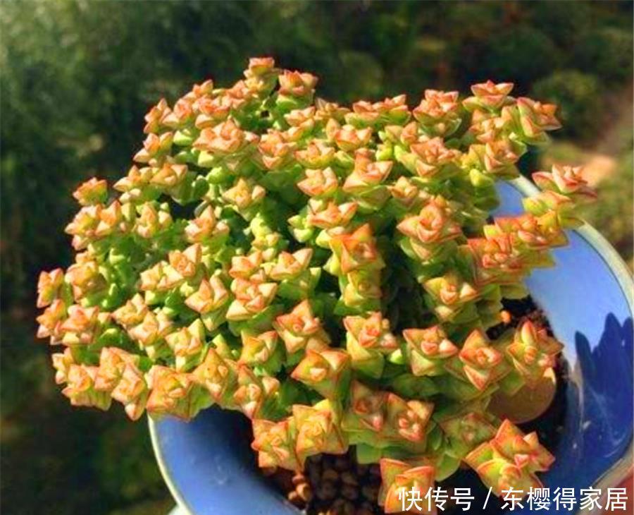 普货多肉|1种多肉爱爆盆,精致火红很喜庆,做好5个基本点,10天颜值逆袭