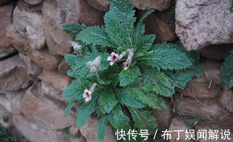 1种野花，开花漂亮，根是宝贝，山坡上就有，快看看你见过没