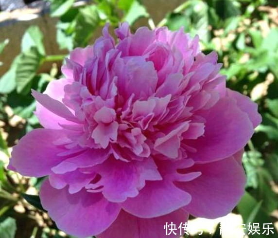 此“花”漂亮不输牡丹,自古就是名花,但未入选“中国十大名花”