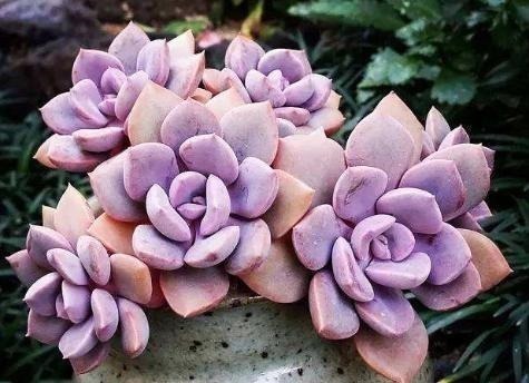 种多肉听我的，记住5个关键点，盆盆都成活，个个胖嘟嘟！