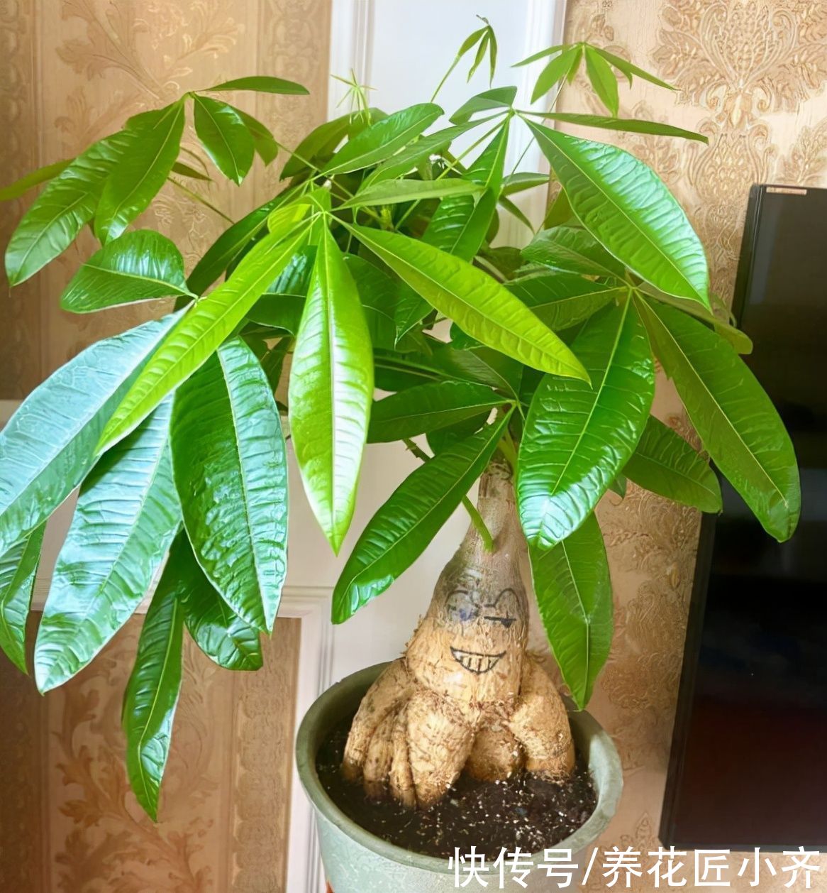 硫酸亚铁|养发财树有“4大忌”，轻则会黄叶，重则会烂根