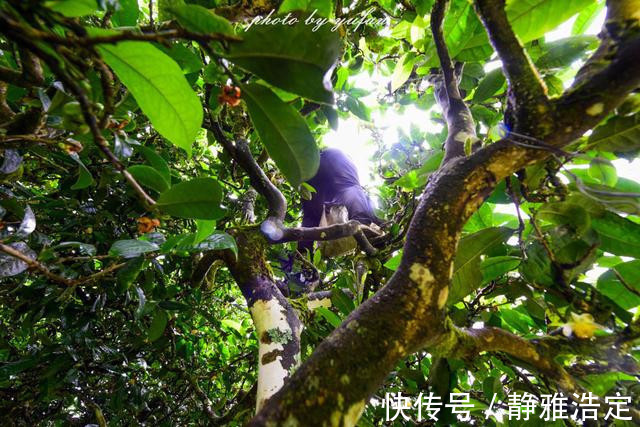 拉祜族|云南最有钱的村藏在大山深处，家家都是千万富翁，满山都是摇钱树