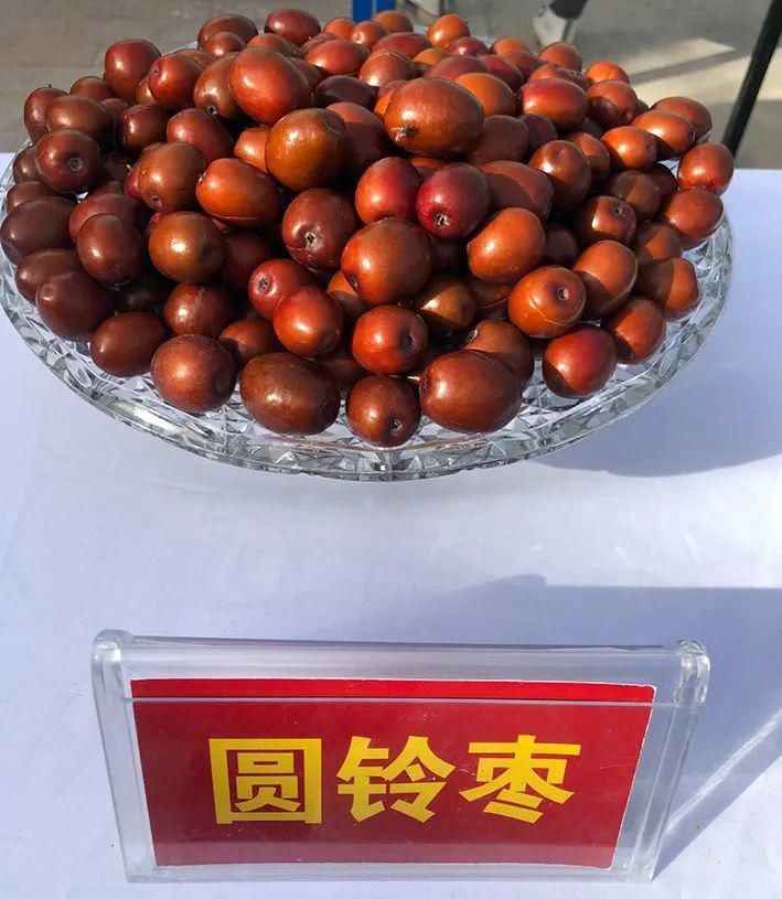 资料图|11月5日，新疆·若羌第十四届“楼兰文化·红枣节”将盛大开幕！