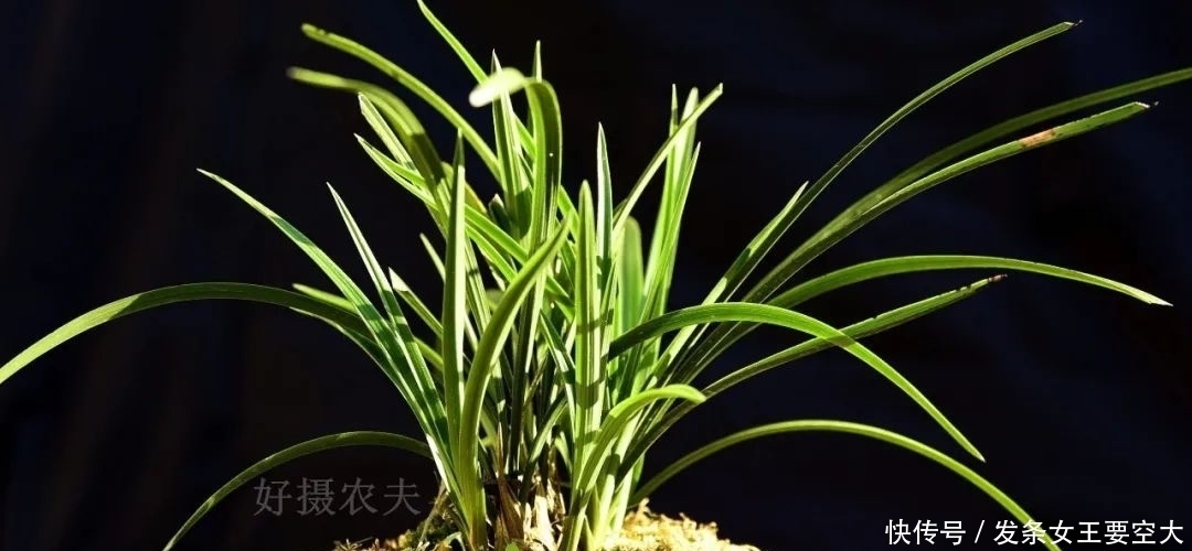 用什么可以去掉腐叶土里的虫?兰友:1块钱就解决