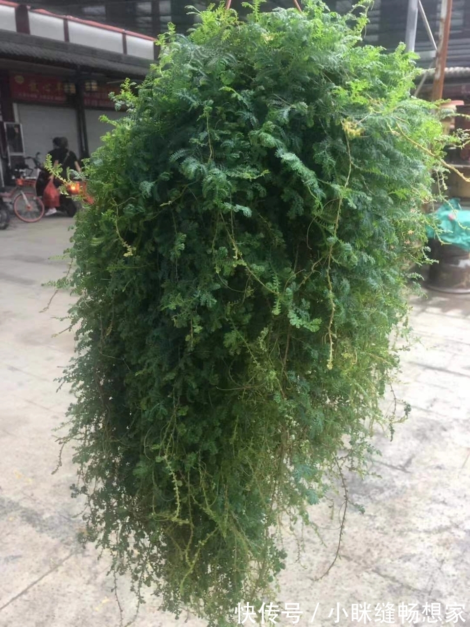 养烦了绿萝吊兰何不养一盆翠云草,喷喷水就能爆盆成瀑布