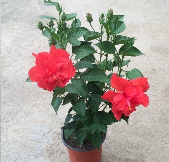 风信子|这18种超级好养的植物，养花新手也能养的很好!