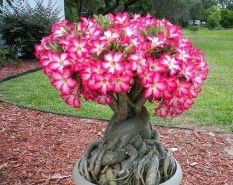 4种花超漂亮,花朵迷人,阵阵花香,花朵大